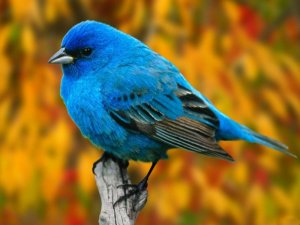 beautiful-birds-wallpapers_blue-bird-wallpaper-free.jpg