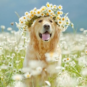 Flowery @a.jpg