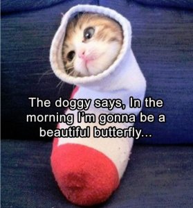 kittyinasock.JPG