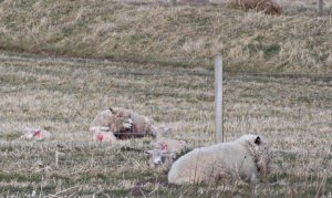 lambs2020.JPG