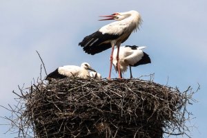 black-storks-4027673_960_720.jpg