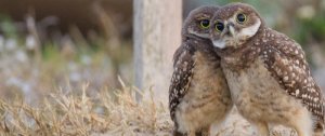 jean_hall_burrowing_owls-hall-4_for_cards_copy.jpg