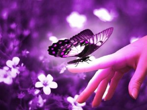 purple butterflies wallpaper 3[1].jpg