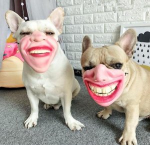 Dog masks.jpg