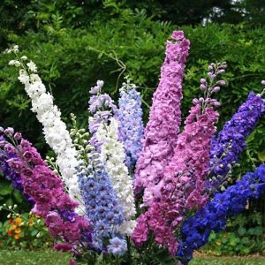 flowers spring lups.jpg