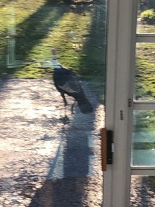 guering turkey 4.2.20 B.jpeg