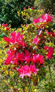 magenta stuff.jpg