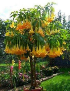 aug 12 yellow angel trumpet tree.jpg
