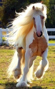 Beautiful-Horse-Breeds-71.jpg