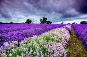 flower-fields-4.jpg