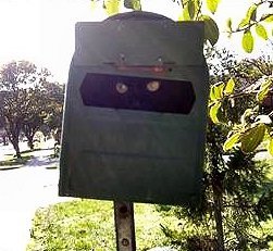soon cat.jpeg