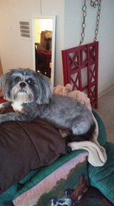Suzygroomed.jpg Suzygroomed.jpg