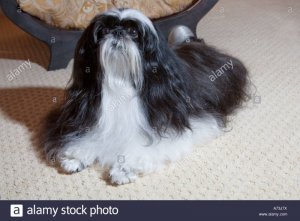 longhairshihtzu.jpg longhairshihtzu.jpg