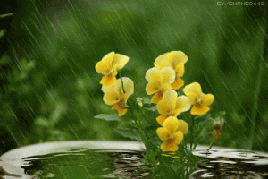 21.gif