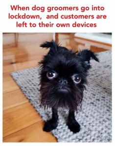 nodoggroomers.jpg