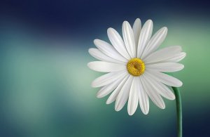 marguerite-729510_640.jpg