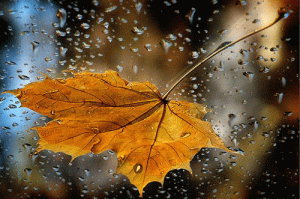 rainy leaf.gif