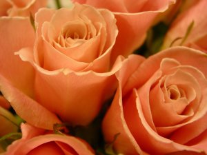 floral-smiles-1196818-639x479.jpg