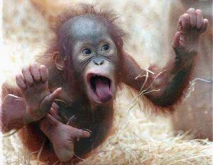 funny-monkey-78.jpg