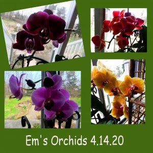 ORCHIDS 4.14.20 COMPO - HALF SIZE.jpg