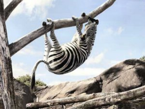 Hanging.jpg