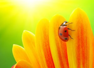 Awesome Lady bug and yellow flower.jpg Awesome Lady bug and yellow flower.jpg