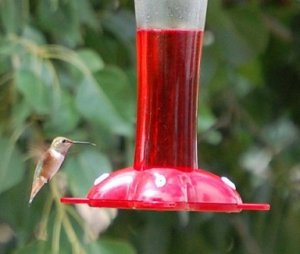 hummingbird2.jpg