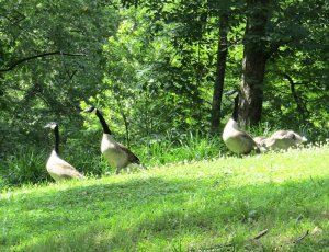 Canada Geese in the yard.jpeg
