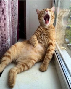 Yawning @.jpg