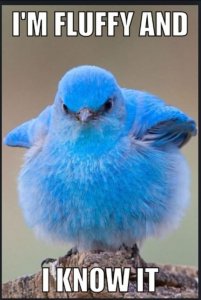 I-Am-Fluffy-And-I-Know-It-Funny-Bird-Meme-Image.jpg