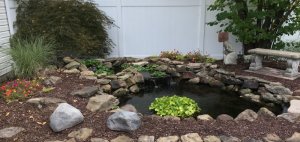 pond2.jpg