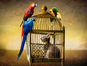 animals-2107902_960_720.jpg