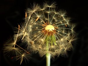dandelion-4971979_960_720.jpg