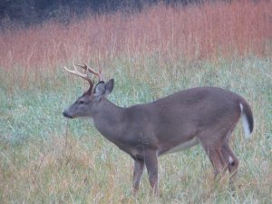 buck back yard.jpg buck back yard.jpg