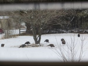 Turkey snow front yard.jpg Turkey snow front yard.jpg