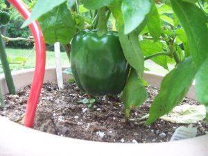 100_7261.jpeg 100_7261.jpeg