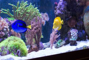 tangs.jpg