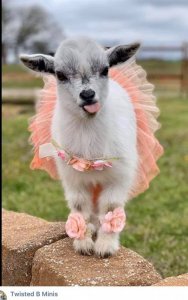 GOATINSKIRT.jpg