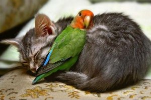 Inseparable @.jpg