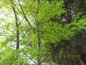 6BC429A3-4A50-4CF2-BECF-E5D78D97BA86.jpeg