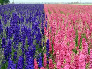 g3_larkspur_10.jpg