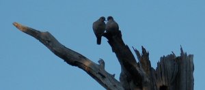 love doves.jpg