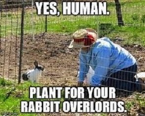 planting.jpg