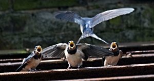 Swallows.jpg