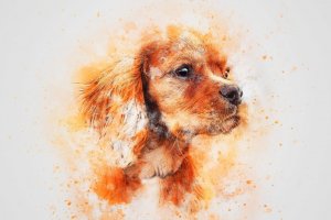 dog-3736945_960_720.jpg
