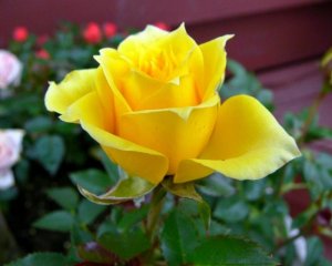 yellowrose.jpg