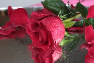 roses.jpg