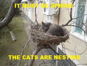 cat in nest.jpg