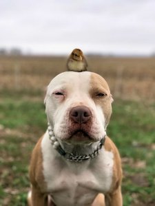 Bird-dog @.jpg