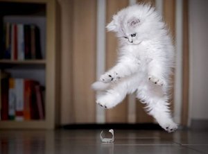 Jumpy @.jpg